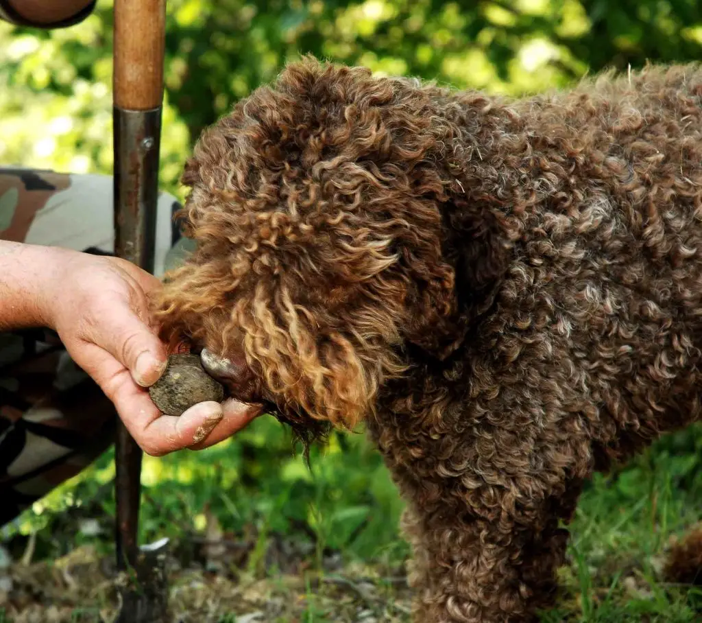Dog hunting Truffle in Tuscany Tour