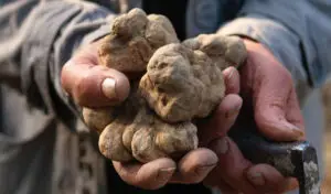 alba truffle hunting
