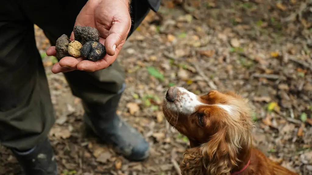 A man holding truffles