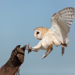 falconry-medieval-games-tuscan-castle